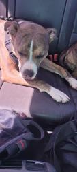 Found/Stray Female Dog last seen Stewart st and main, Azle, TX 76020