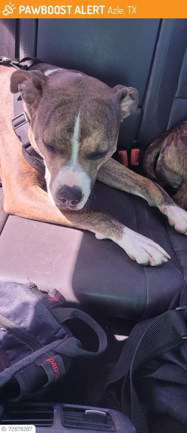 Found/Stray Female Dog last seen Stewart st and main, Azle, TX 76020