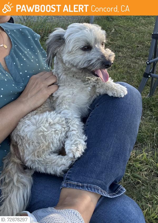 Found/Stray Female Dog last seen Oak grove middle school, Concord, CA 94518