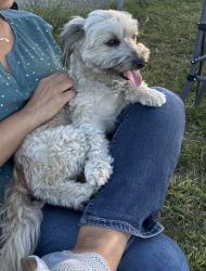 Found/Stray Female Dog last seen Oak grove middle school, Concord, CA 94518