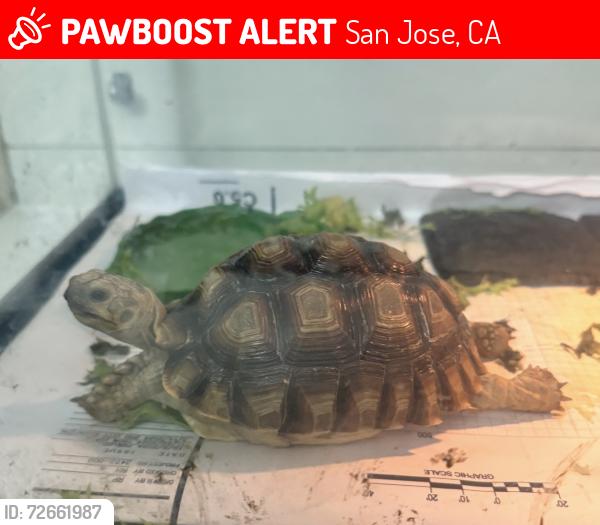 Lost Female Other last seen Brandybuck way and Medley drive, San Jose, CA 95121