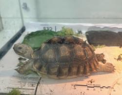 Lost Female Other last seen Brandybuck way and Medley drive, San Jose, CA 95121