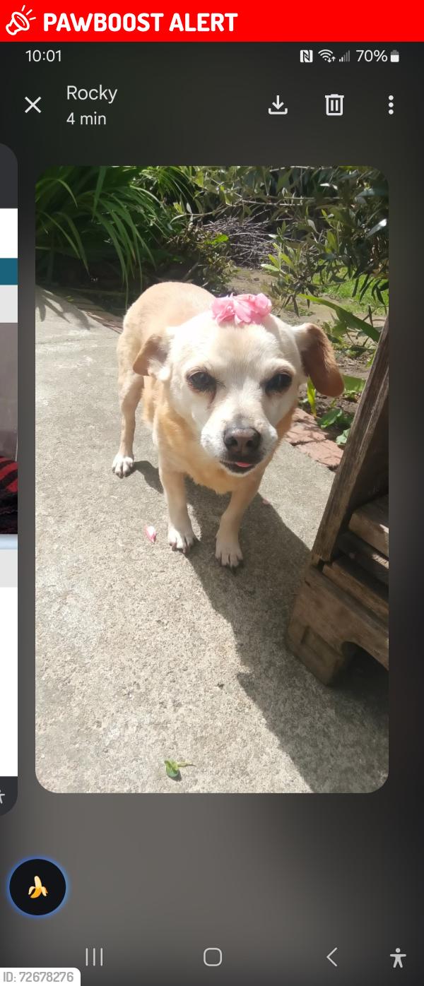 Lost Female Dog last seen Claremont and Hillside, South San Francisco, CA 94080