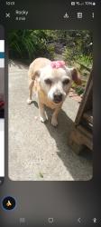 Lost Female Dog last seen Claremont and Hillside, South San Francisco, CA 94080