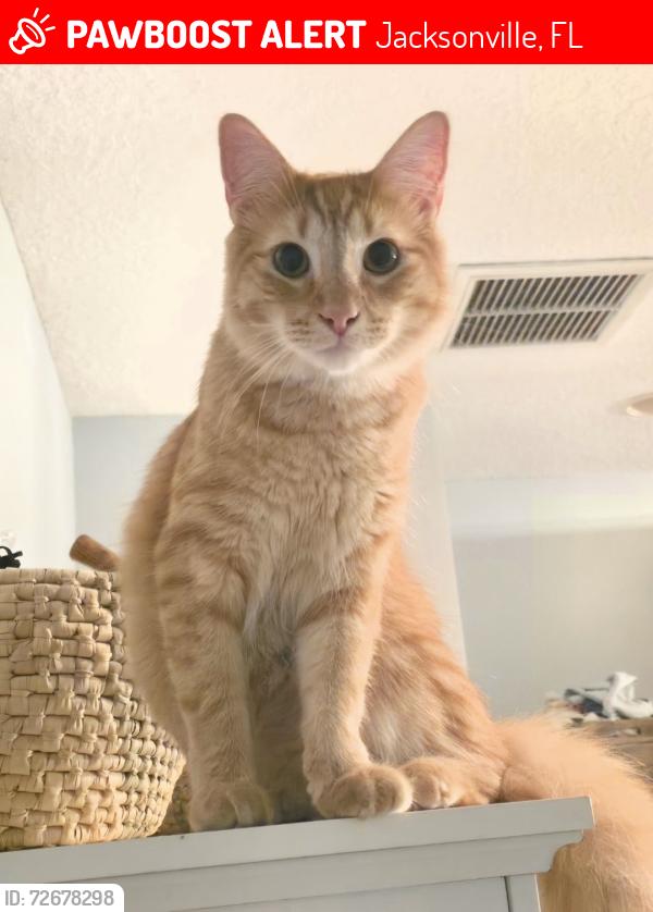 Lost Male Cat last seen Windmaker Way, Jacksonville, FL 32224