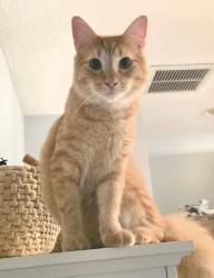 Lost Male Cat last seen Windmaker Way, Jacksonville, FL 32224