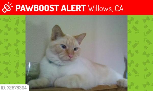 Lost Female Cat last seen Wall mart , Willows, CA 95988