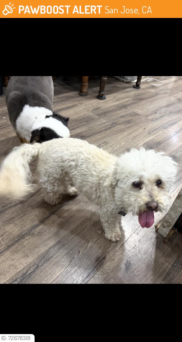 Found/Stray Male Dog last seen Tafft, San Jose, CA 95032