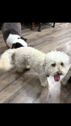 Found/Stray Male Dog last seen Tafft, San Jose, CA 95032