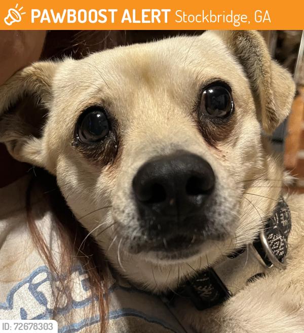 Found/Stray Female Dog last seen Near magnolia lane Stockbridge , Stockbridge, GA 30281