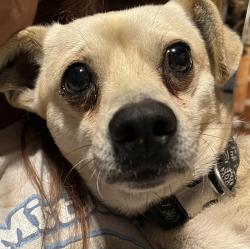 Found/Stray Female Dog last seen Near magnolia lane Stockbridge , Stockbridge, GA 30281
