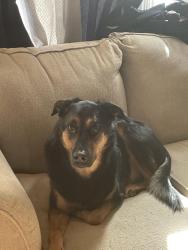 Lost Male Dog last seen Kipling coalmine , Littleton, CO 80123