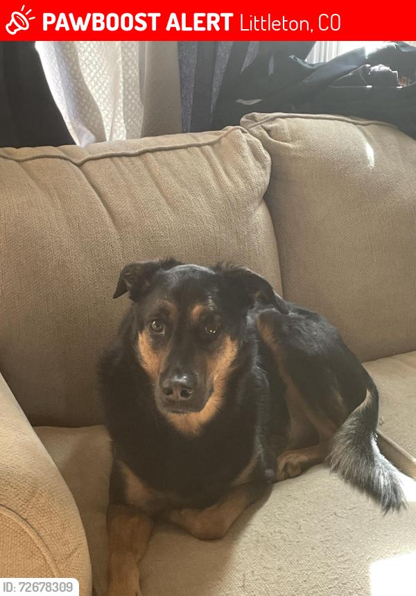 Lost Male Dog last seen Kipling coalmine , Littleton, CO 80123