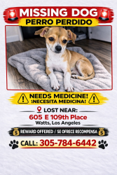 Lost Male Dog last seen E 109TH PL & WALL ST (WATTS, LOS ÁNGELES, Los Angeles, CA 90059