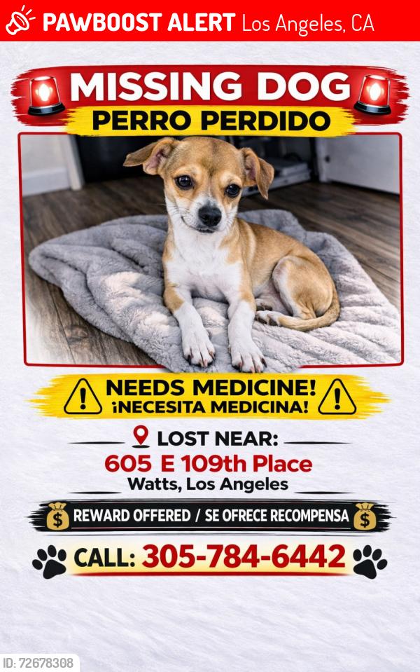 Lost Male Dog last seen E 109TH PL & WALL ST (WATTS, LOS ÁNGELES, Los Angeles, CA 90059