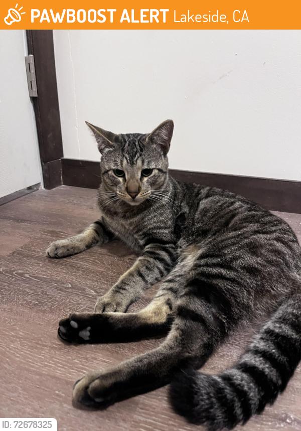 Found/Stray Male Cat last seen winter gardens road, Lakeside, CA 92040