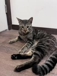 Found/Stray Male Cat last seen winter gardens road, Lakeside, CA 92040