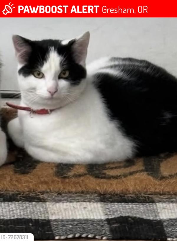 Lost Male Cat last seen Barnes Rd./ Hillyard Rd., Kelly creek neighborhood , Gresham, OR 97030