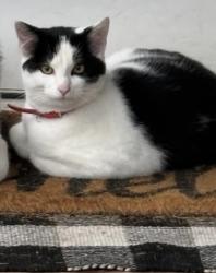 Lost Male Cat last seen Barnes Rd./ Hillyard Rd., Kelly creek neighborhood , Gresham, OR 97030
