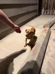 Found/Stray Male Dog last seen Cook and Bellaire, Houston, TX 77072