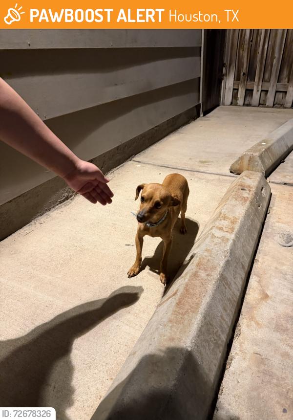Found/Stray Male Dog last seen Cook and Bellaire, Houston, TX 77072