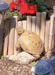 Lost Female Reptile last seen Indian Summer Ave & Hayland St., La Puente, CA 91744