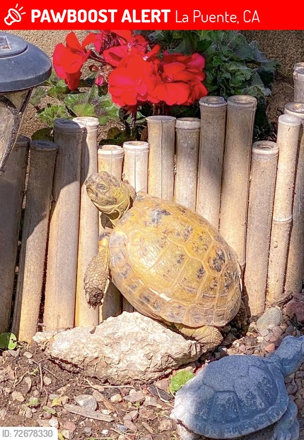 Lost Female Reptile last seen Indian Summer Ave & Hayland St., La Puente, CA 91744