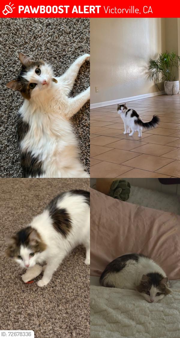 Lost Female Cat last seen Longbow ct & jade rd, Victorville, CA 92392