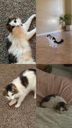 Lost Female Cat last seen Longbow ct & jade rd, Victorville, CA 92392