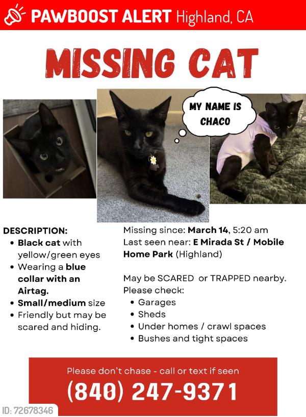 Lost Female Cat last seen N Seine Ave highland CA 92346, Highland, CA 92346