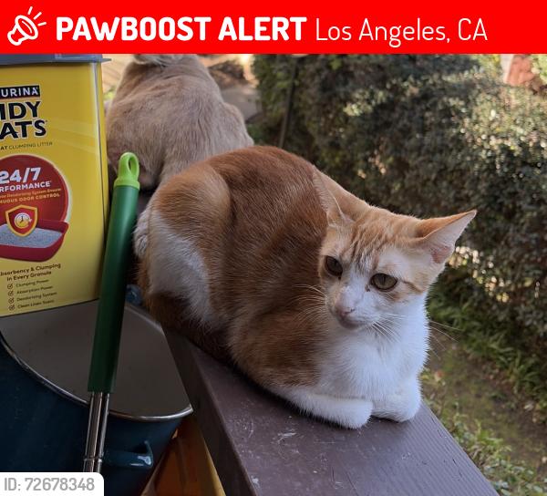 Lost Female Cat last seen Lennox ave Sherman way and van nuys, Los Angeles, CA 91405