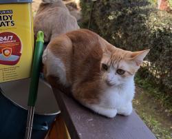 Lost Female Cat last seen Lennox ave Sherman way and van nuys, Los Angeles, CA 91405