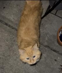 Found/Stray Unknown Cat last seen US 31 & Edgewood, Indianapolis, IN 46227