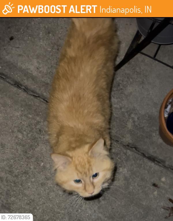 Found/Stray Unknown Cat last seen US 31 & Edgewood, Indianapolis, IN 46227