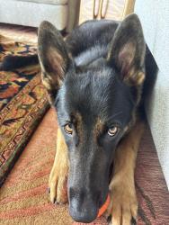 Lost Male Dog last seen Manawai and Haiku , Haiku-Pauwela, HI 96779