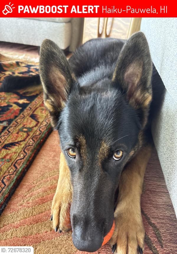 Lost Male Dog last seen Manawai and Haiku , Haiku-Pauwela, HI 96779