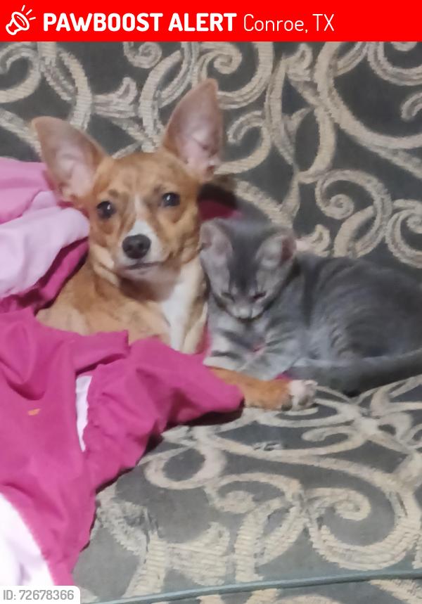 Lost Female Dog last seen Ferrell rd. And fm 830, Conroe, TX 77384