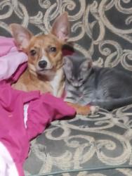 Lost Female Dog last seen Ferrell rd. And fm 830, Conroe, TX 77384