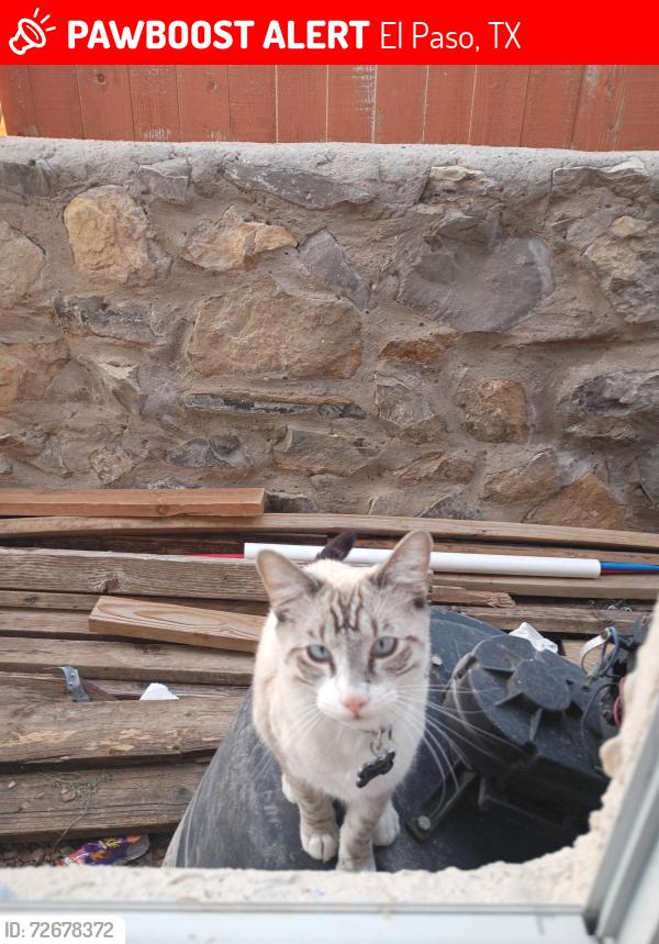 Lost Male Cat last seen Guillermo Espinoza , El Paso, TX 79938
