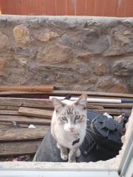 Lost Male Cat last seen Guillermo Espinoza , El Paso, TX 79938