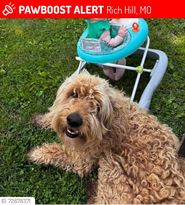Lost Male Dog last seen TT hwy south of Rich Hill, MO, Rich Hill, MO 64779