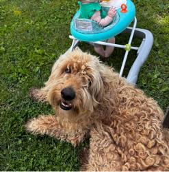 Lost Male Dog last seen TT hwy south of Rich Hill, MO, Rich Hill, MO 64779