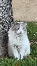 Lost Unknown Cat last seen Near E Ash Ave., Fullerton, CA 92832