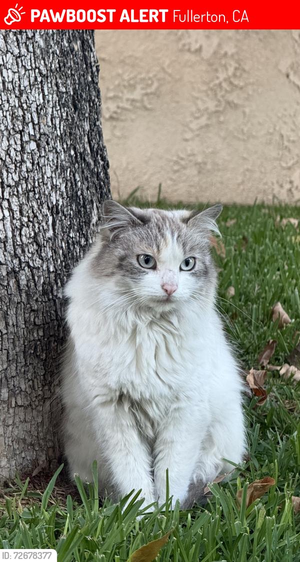 Lost Unknown Cat last seen Near E Ash Ave., Fullerton, CA 92832