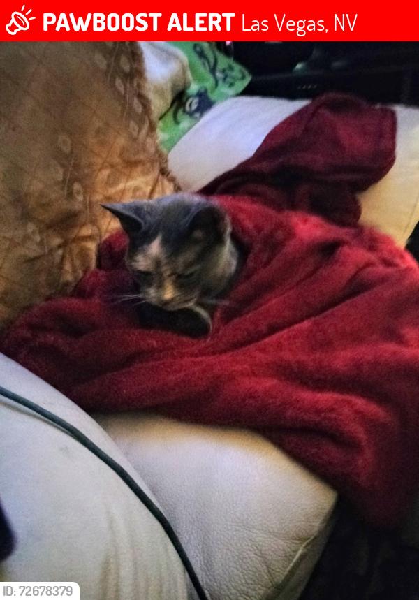 Lost Female Cat last seen Flamingo and Torrey pine, Las Vegas, NV 89103