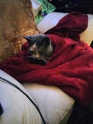 Lost Female Cat last seen Flamingo and Torrey pine, Las Vegas, NV 89103