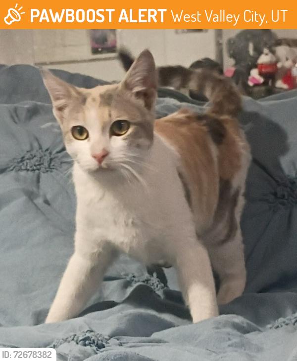 Found/Stray Female Cat last seen Near south 5600 west, West Valley City, UT 84120