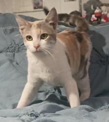 Found/Stray Female Cat last seen Near south 5600 west, West Valley City, UT 84120