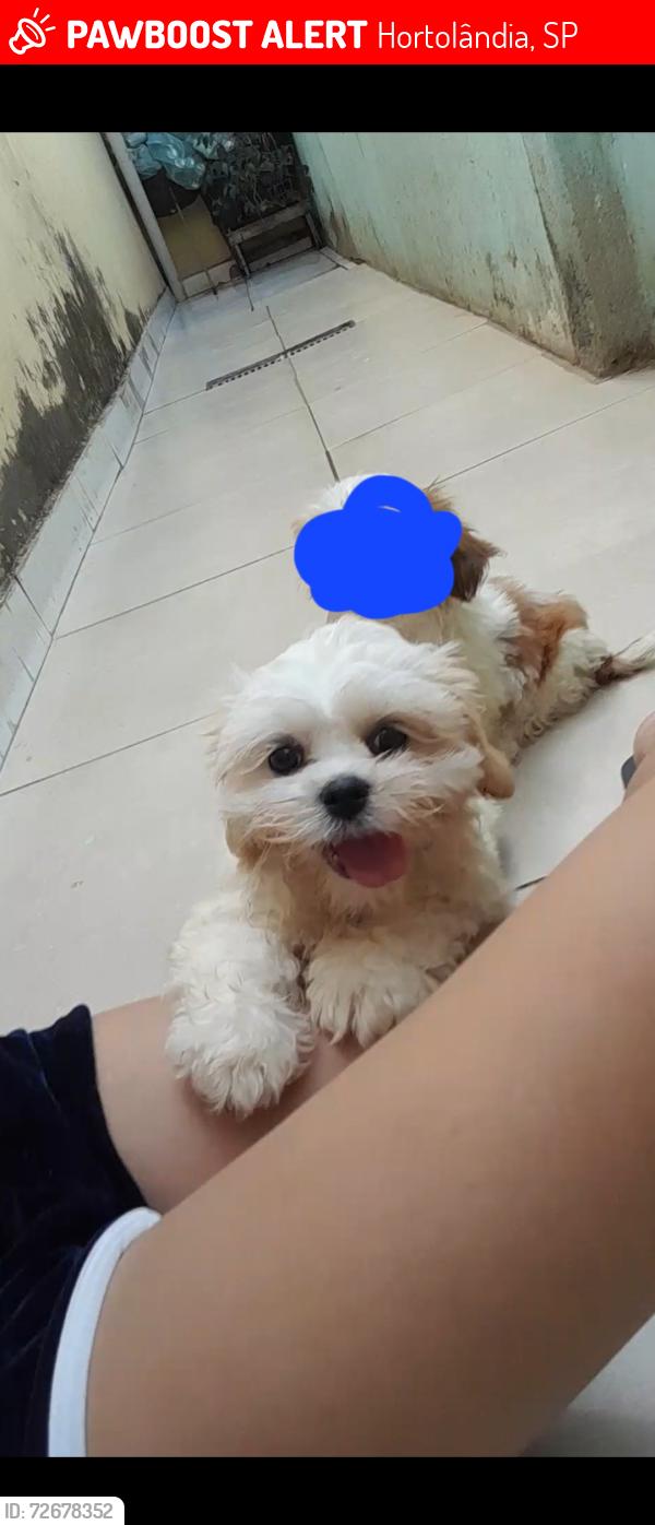 Lost Female Dog last seen R. Brás Cubas, 289 - Jardim Amanda II, Hortolândia - SP, 13188-190, Hortolândia, SP 