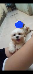 Lost Female Dog last seen R. Brás Cubas, 289 - Jardim Amanda II, Hortolândia - SP, 13188-190, Hortolândia, SP 